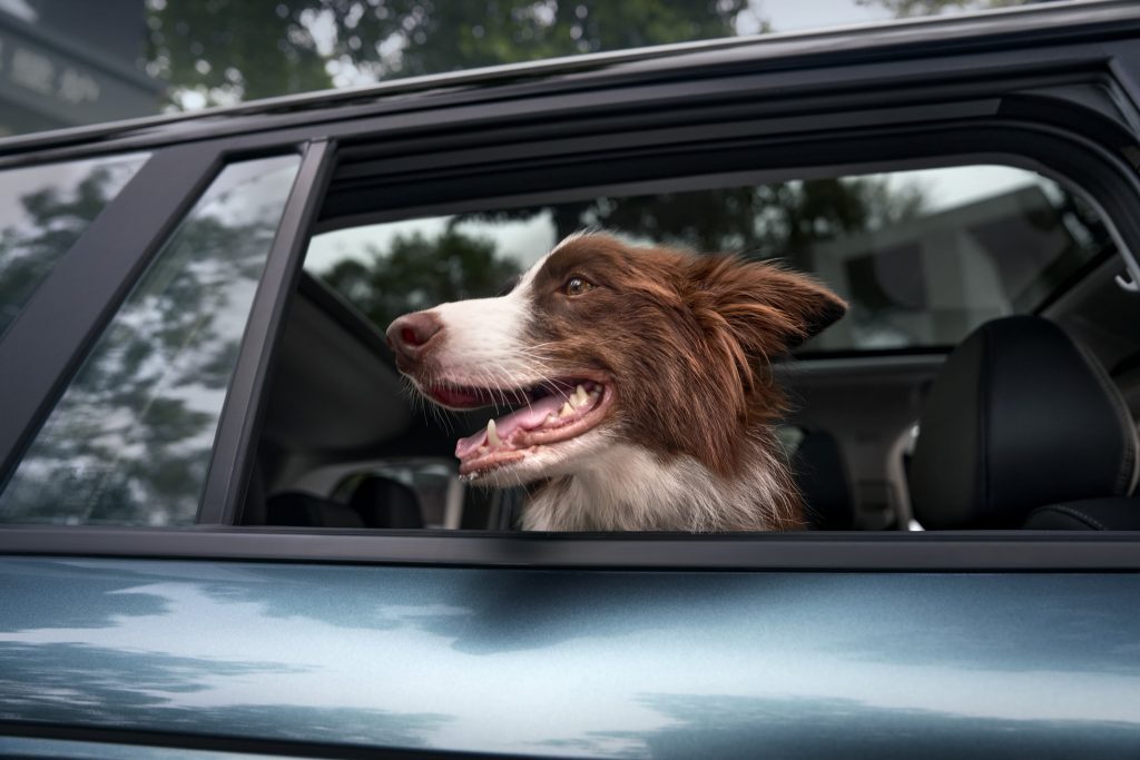 Window-Cute-Head-车窗-宠物探头-1024x683